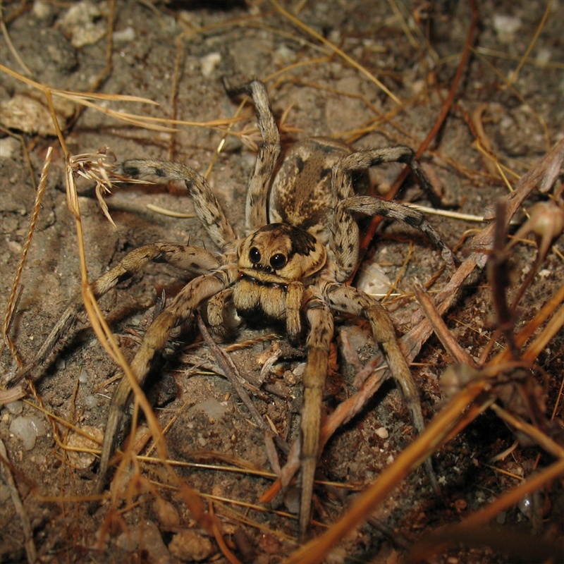 Allocosa oculata - Sud Sardegna (CA)